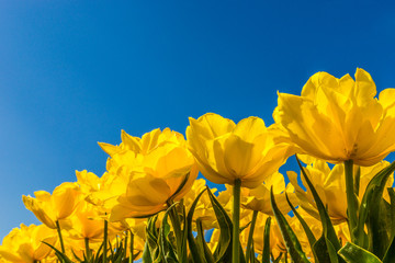 Yellow tulips against a blue sky - 82815933