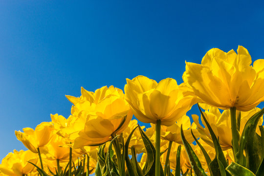 Fototapeta Yellow tulips against a blue sky