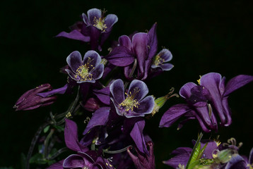 Purple Orchids