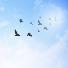 cloudy in the skies 
