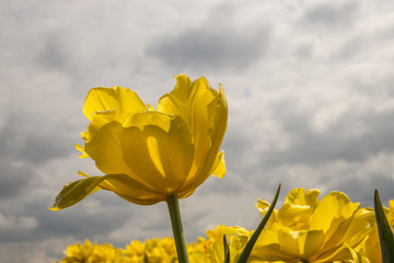 Yellow tulip against a clouded sky