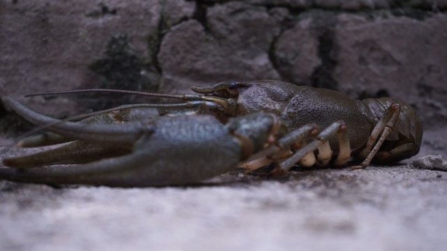Live crayfish