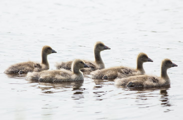 mother with ducklings on water surface
