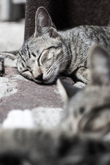 The cat is sleeping. selective focus.