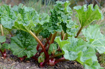 rhubarb