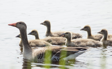 Naklejka na ściany i meble mother with ducklings on water surface
