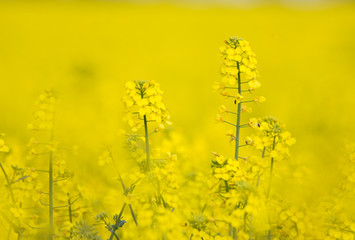 Obraz premium flowering barbarea vulgaris - Rape flower.