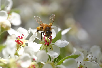 Honeybee harvesting pollen from blooming flowers