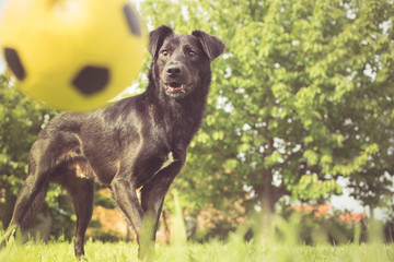 Playing fetch with mixed breed dog