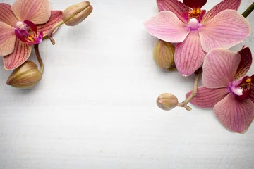 Tissu par mètre Orchidée Pink orchid flower.