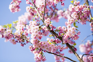Sakura. Tree cherry on the garden.