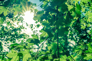 green leaves and sunshine