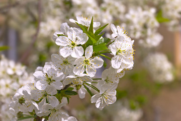 Beautiful Cherry Tree