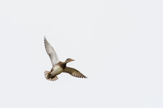 Female Gadwall (Anas strepera) in flight.