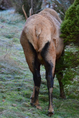 Fototapeta premium Bull Elk Backside