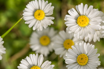 Fototapeta premium Gänseblümchen