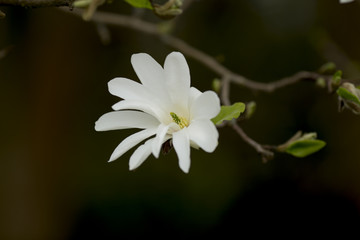 Magnolia.