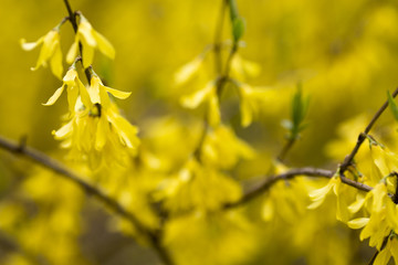 Flowers.