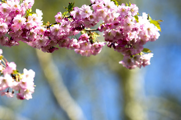 Fototapeta premium Sakura. Tree cherry on the garden.