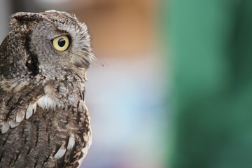 Owl in Alaska