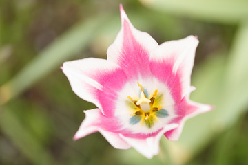 Fototapeta na wymiar Beautiful spring tulip flower