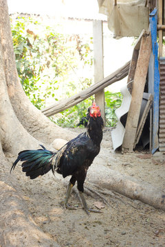 Beautiful Rooster (Male Chicken)