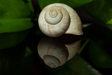 snail shell - Schneckenhaus mit Spiegelbild
