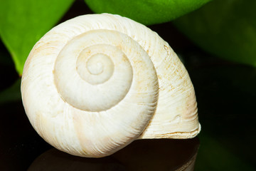 snail shell - Schneckenhaus mit Spiegelbild