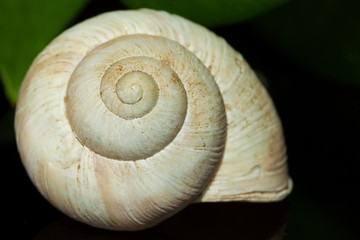 snail shell - Schneckenhaus mit Spiegelbild
