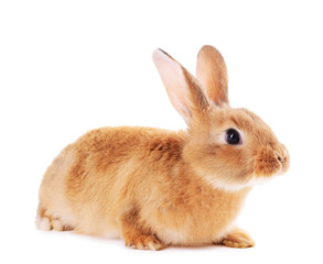 Obraz premium Adorable fluffy brown rabbit with alert expression isolated on a clean white background easter and springtime, the small mammal is captured in a studio shot, its soft fur and gentle demeanor
