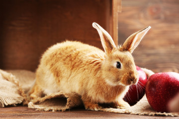 Obraz premium Little rabbit on wooden background