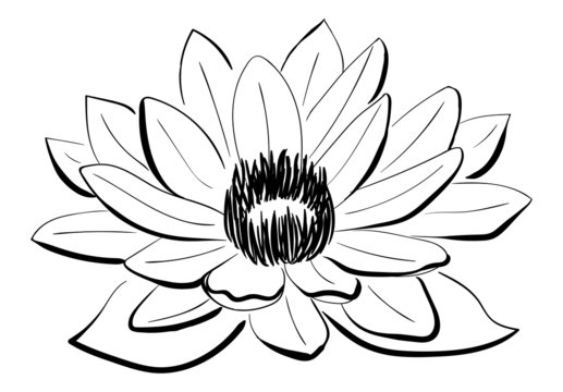 Vector Black and White Lotus flower