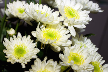 white chrysanthemum