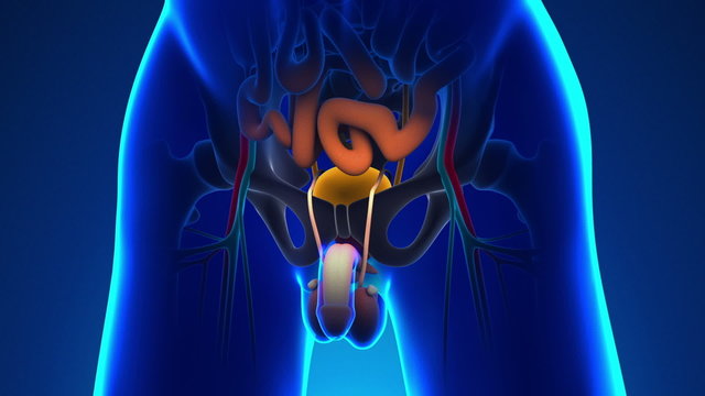 Anatomy of Human Bladder - Medical X-Ray Scan