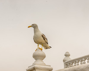 Seagull. Benidorom, Spain.