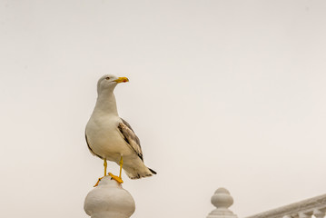 Seagull. Benidorom, Spain.