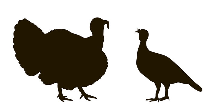 silhouette of turkeys