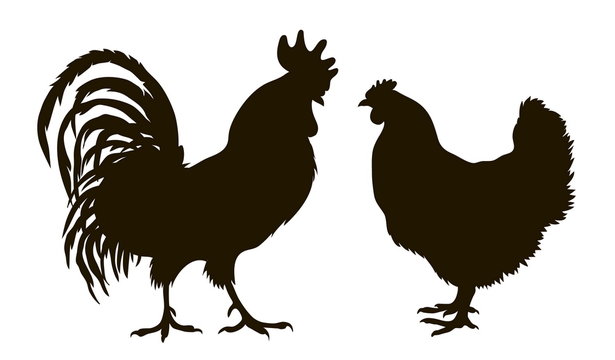silhouette of chickens