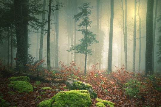 Fototapeta Dreamy light in foggy forest with sun