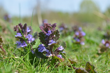 Purple flowers of common bugle, Ajuga reptans, in poor meadow