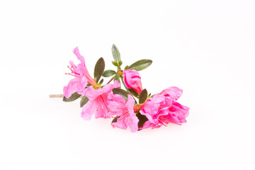 Rhododendron flowers composition on a white background