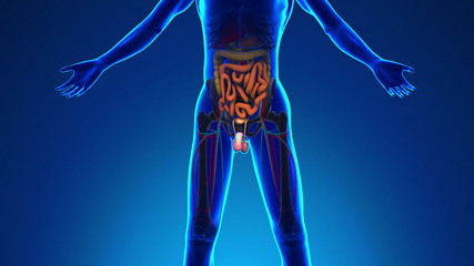 Anatomy of Human Penis - Medical X-Ray Scan