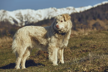 Fototapeta na wymiar Alert white furry sheepdog