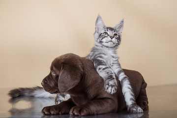 Labrador puppy and kitten breeds Maine Coon