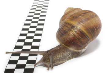 snail