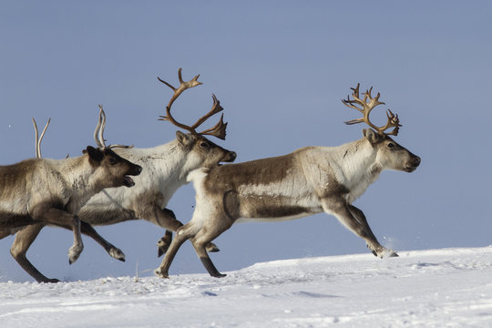 Fototapeta Reindeer that run on a snowy tundra winter day