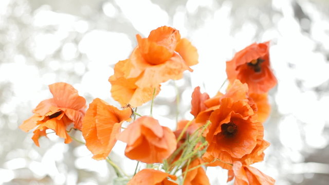 Poppies red silver wind