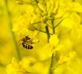 Working bee on canola plant.