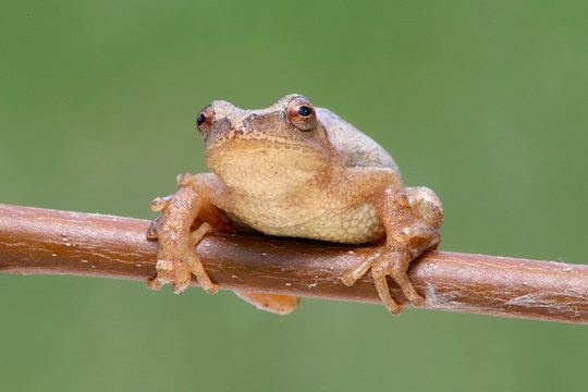 Spring Peeper (Pseudacris crucifer)