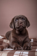 Puppy breed labrador